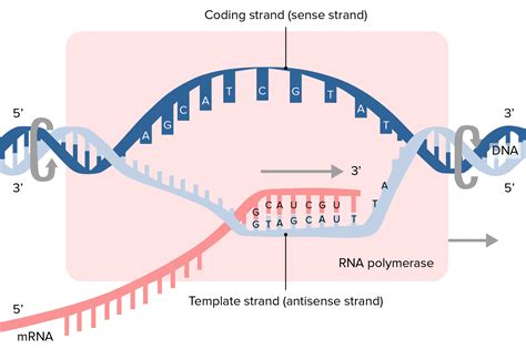 the process of forming mrna from the template strand of dna is called.